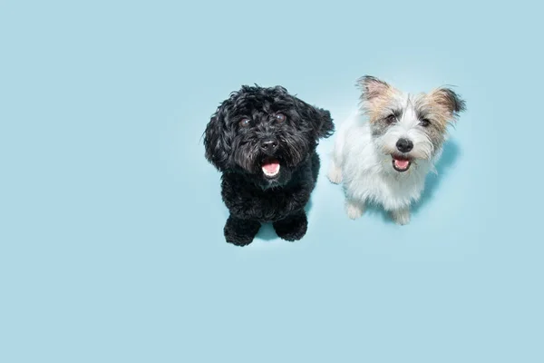 Two Happy Cute Puppy Dogs Looking Isolated Blue Pastel Background — 스톡 사진