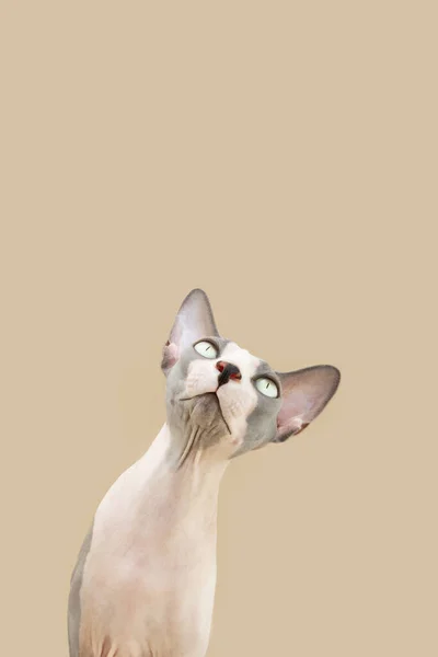 Funny Portrait Sphynx Cat Tilting Head Side Isolated Beige Brown — Stock Photo, Image