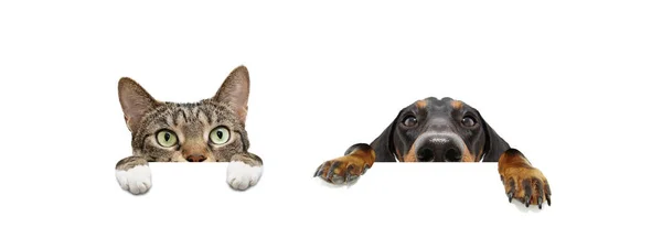 Banner Hide Pets Puppies Dogs Cat Big Ears Paws Hanging — Stock Photo, Image
