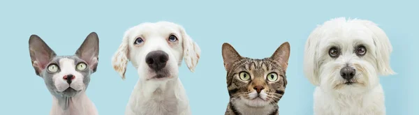 Banner Summer Dogs Cats Four Pets Row Looking Camera Isolated —  Fotos de Stock