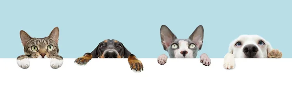 Banner Four Pets Hanging Its Paws Hanging Blank Row Isolated — Stok Foto