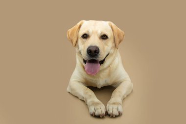 Portrait cute labrador retriever looking at camera sticking tongue out. Isolated on beige brown background