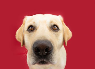 Funny portrait close-up labrador retriever dog with sad serious expression face. Isolated on red background
