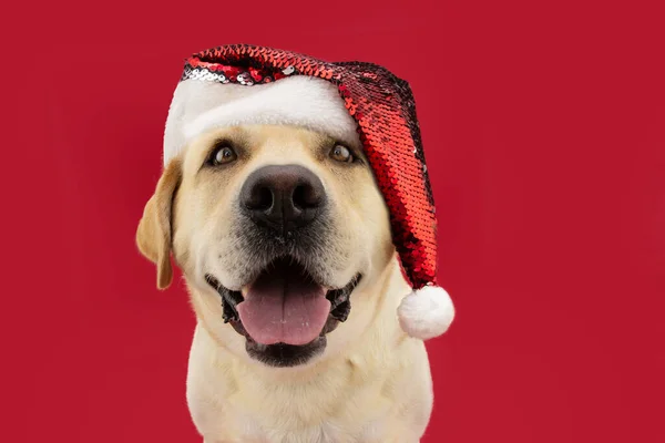 Cute Labrador Retriever Dog Celebrating Christmas Wearing Santa Claus Hat — Foto Stock