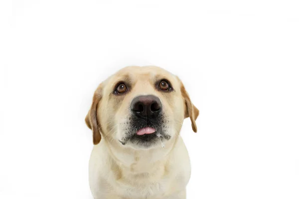 Funny Portrait Hungry Labrador Retriever Dog Looking Isolated White Background — Stock fotografie
