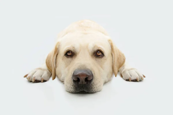 Portrait Sick Tired Labrador Retriever Dog Lying Isolated White Background — Zdjęcie stockowe