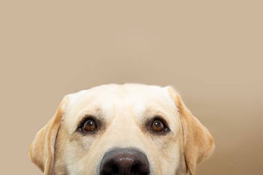 Portrait close-up hide labrador retriever dog looking at camera. Isolated on beige background.