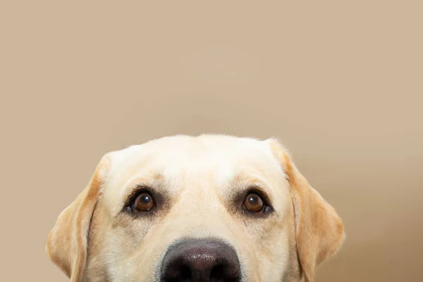 Portrait Close Hide Labrador Retriever Dog Looking Camera Isolated Beige — Zdjęcie stockowe