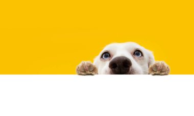 Banner hide funny surprised dog puppy hanging its paws over a blank. isolated on yellow background.