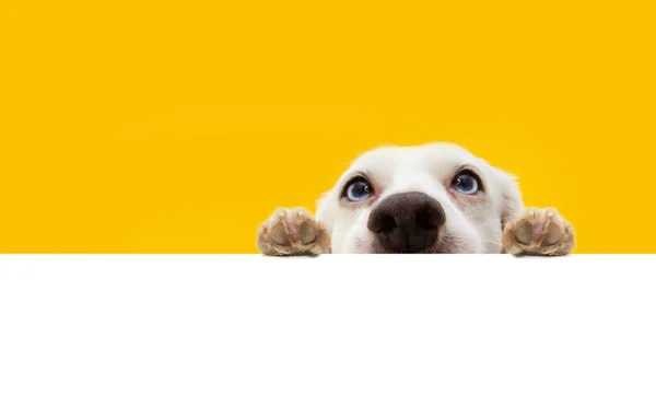 Banner Hide Funny Surprised Dog Puppy Hanging Its Paws Blank — Fotografie, imagine de stoc