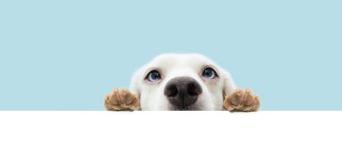 Banner cute  dog hiding and hanging paws over a blank. Isolated on blue pastel background.