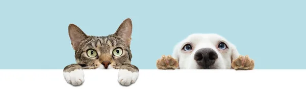 Banner summer pets , cat and dog hiding and hanging paws over a blank. Isolated on blue pastel background.