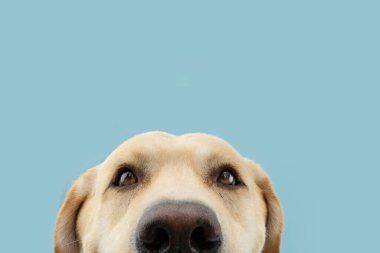 close-up funny labrador retriever dog looking at camera. Isolate don blue colored background