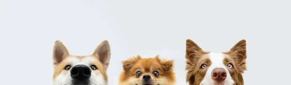 Banner Tres Esconden Perros Cabeza Pomerania Akita Collie Fronteriza Aislado —  Fotos de Stock