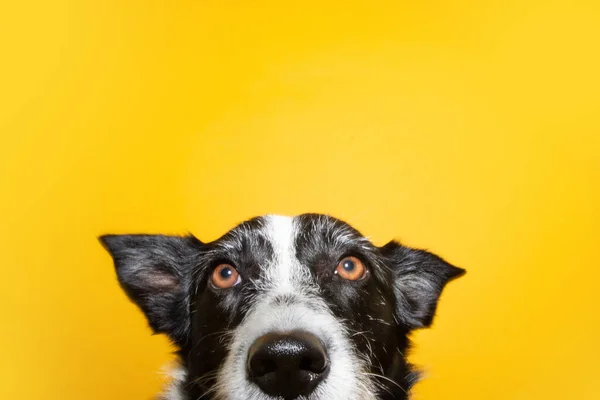 Portrait Border Collie Clos Looking Camera Isolated Yellow Background — Stockfoto