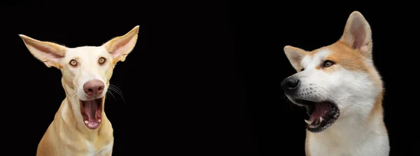 Banner Two Surprised Screeming Dogs Isolated Black Background — Stockfoto