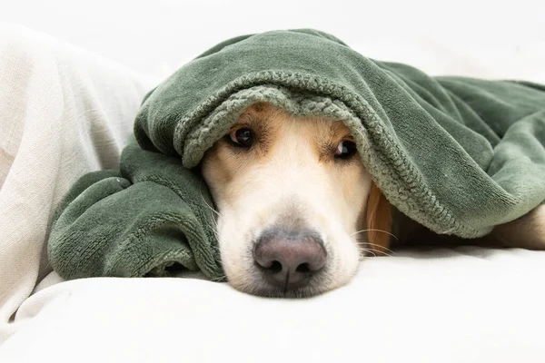 Cute Golden Retriever Dog Covered Green Blanket Winter Autumn Season — Stockfoto