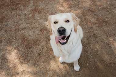 Portrait happy young labrador retriever dog puppy looking up on meadow. Summer season
