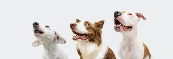 Proffile Three Dogs Looking Away Row Isolated White Gray Background — Foto Stock