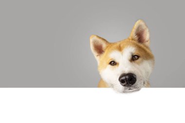 Akita puppy dog at edge ogf a gray blank. Isolated on white background