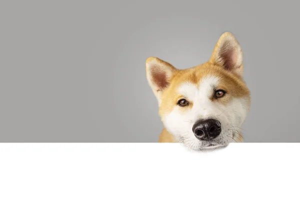 Akita Puppy Dog Edge Ogf Gray Blank Isolated White Background — Stock Photo, Image
