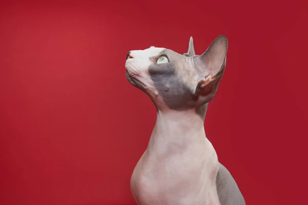 Portrait Attentive Concentrate Sphynx Cat Looking Away Isolated Red Background — Stock Photo, Image