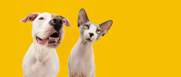 Funny Pet Summer Cat Dog Making Face Isolated Yellow Colored — Fotografia de Stock
