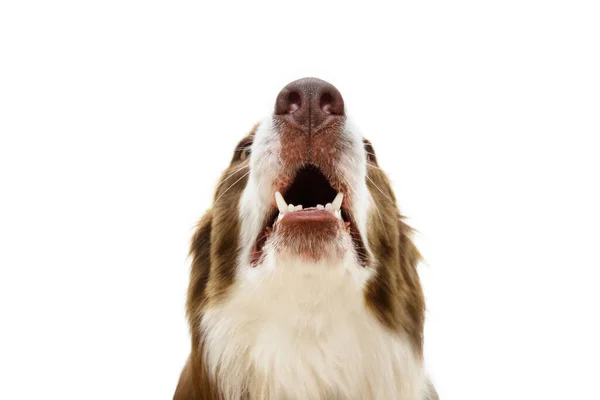 Funny Portrait Close Brown Border Collie Smelling Looking Isolated White — Stok Foto