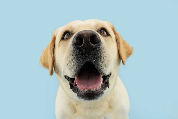 Funny Labrador Retriever Dog Smiling Isolated Blue Pastel Background — Zdjęcie stockowe