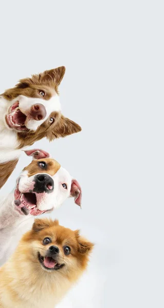 Vertical Banner Three Happy Dogs Row Looking Camera Isolated Gray — Foto Stock