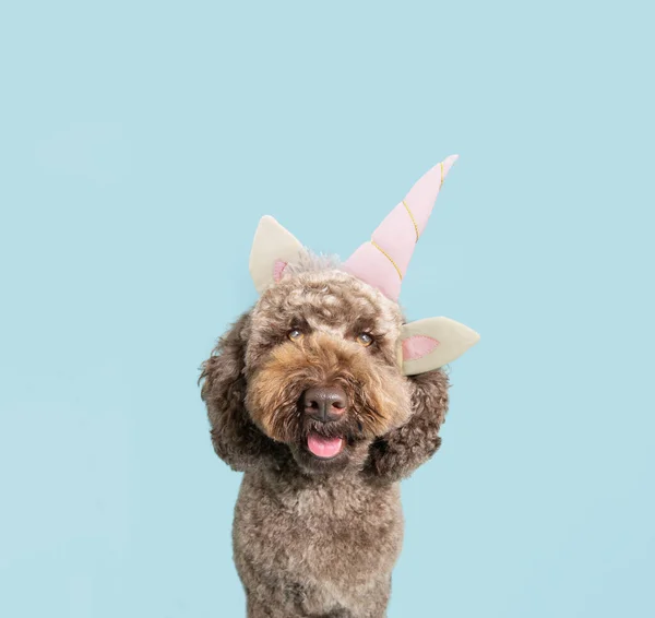Забавная Собачка Пудель Празднует Карнавал День Рождения Неопоясанной Диадеме Рога — стоковое фото