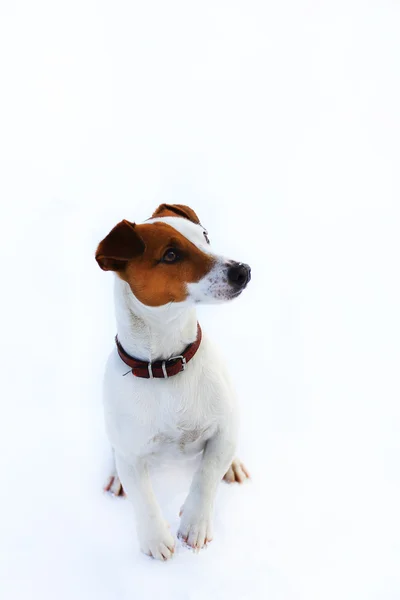 Jack russell