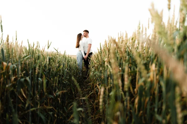 Молодой Парень Девушкой Гуляют Прекрасному Закату Дня Пара Пшеничном Поле — стоковое фото