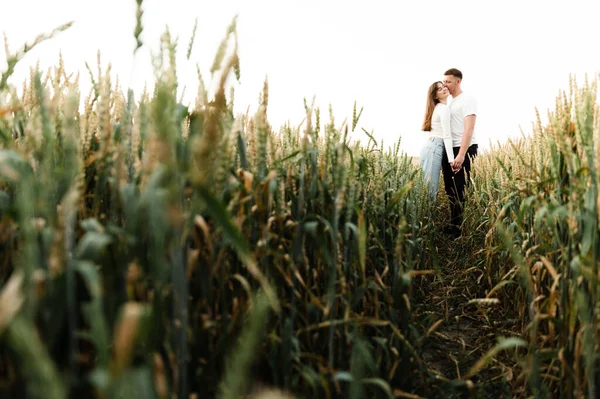 Young Guy Girl Walking Beautiful Sunset Day Couple Wheat Field — Stock Photo, Image