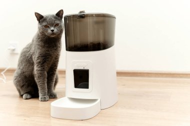 Akıllı kedi besleyici İskoç kedi yemek bekliyor. evcil hayvan besleyici.
