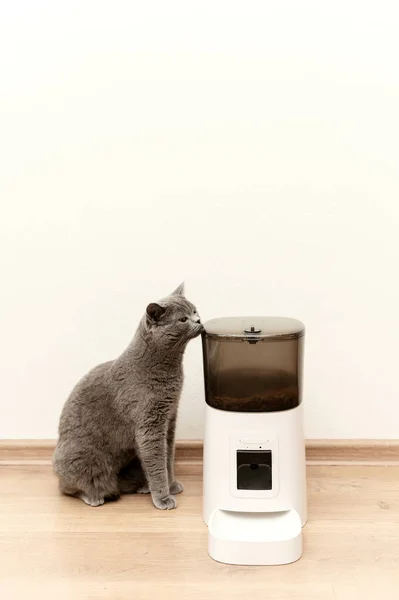 Akıllı kedi besleyici İskoç kedi yemek bekliyor. evcil hayvan besleyici.