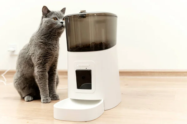 Akıllı kedi besleyici İskoç kedi yemek bekliyor. evcil hayvan besleyici.