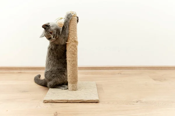 Kedi Için Tırmalama Tahtası Skoç Kedisi Tırmalama Direğinde Pençelerini Keskinleştirir — Stok fotoğraf