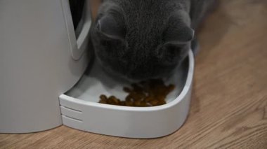 Akıllı evcil hayvan besleyicisi. Uzaktan kumandalı ve dahili kameralı besleme cihazı. Kedi maması kasesi..