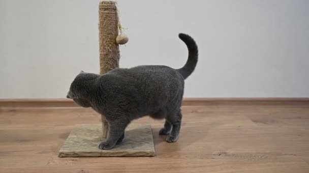 Kedi Için Tırmalama Tahtası Skoç Kedisi Tırmalama Direğinde Pençelerini Keskinleştirir — Stok video