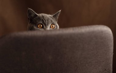 İskoç soyundan neşeli bir kedi yavrusu ve sandalyede gri renkli oyunlar oynuyor. Komik hayvan. Kedi evde oyun oynuyor. İskoç kedi portresi