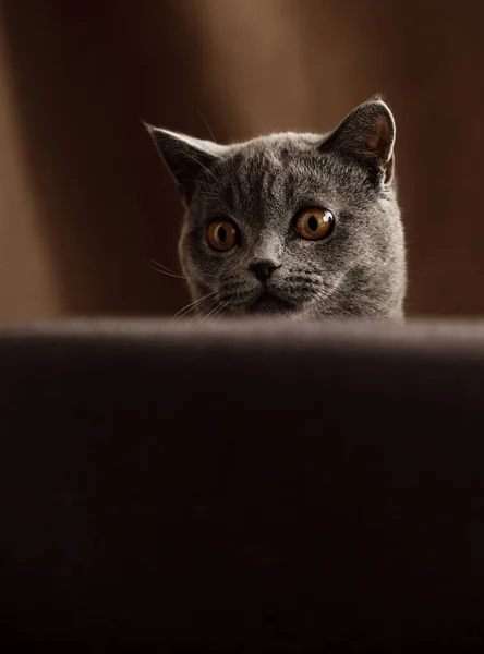 Cheerful Kitten Scottish Breed Gray Color Plays Chair Funny Pet — Stock Photo, Image