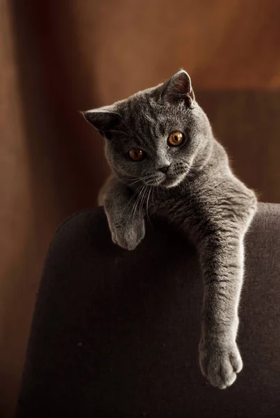 Cheerful Kitten Scottish Breed Gray Color Plays Chair Funny Pet — Stock Photo, Image