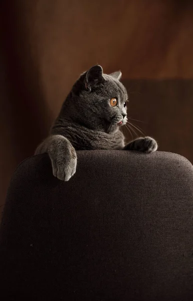 Cheerful Kitten Scottish Breed Gray Color Plays Chair Funny Pet — Stock Photo, Image