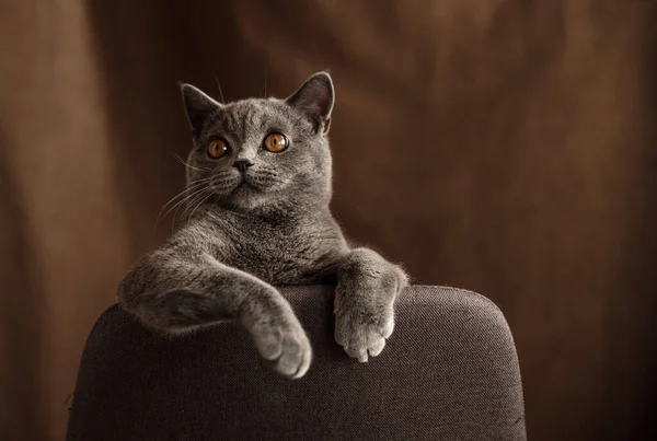 Skoç Soyundan Neşeli Bir Kedi Yavrusu Sandalyede Gri Renkli Oyunlar — Stok fotoğraf