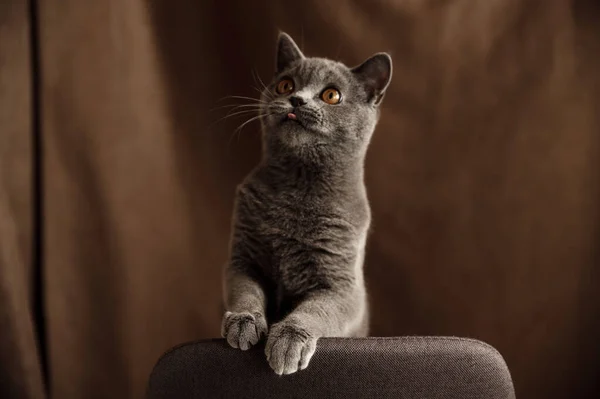 スコットランドの品種の陽気な子猫とグレーの色が椅子で再生されます 面白いペットだ 猫は家で遊んでいる スコットランドの猫の肖像画 ストックフォト
