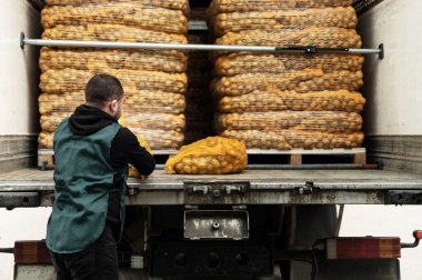 İşçi patatesleri kamyona yüklüyor. Arabada paketlenmiş temiz patatesler var ve gönderilmeyi bekliyorlar. Adam çantasını patatesle değiştiriyor. sebze dağıtım servisi