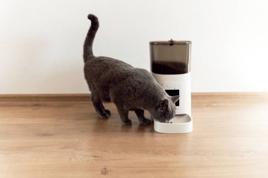 Akıllı kedi besleyici İskoç kedi yemek bekliyor. Evcil hayvanları besleyen. Otomatik olarak evcil hayvan yemi. Modern teknolojiler. Besleyiciyi besle. Beslenme zamanı. evcil kedi