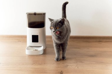 Akıllı kedi besleyici İskoç kedi yemek bekliyor. Evcil hayvanları besleyen. Otomatik olarak evcil hayvan yemi. Modern teknolojiler. Besleyiciyi besle. Beslenme zamanı. evcil kedi