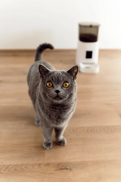 Alimentatorul Inteligent Pisici Pisica Scoțiană Așteaptă Mâncare Alimentator Pentru Animale — Fotografie, imagine de stoc